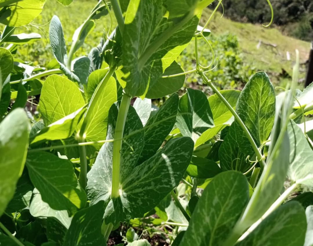 Culinary creation with microgreens
