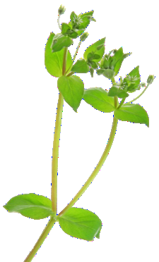 Cogollos de Verde Bella