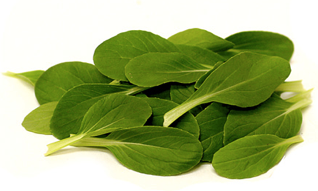 Hojas de Pak Choi