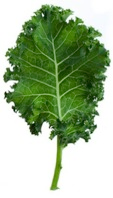 Hojas de Kale Verde