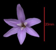 Piel de Naranja (Flor)