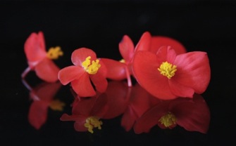 Mix Pétalos de Temporada 10g