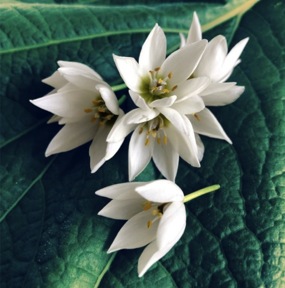 Mix Pétalos de Temporada 20g